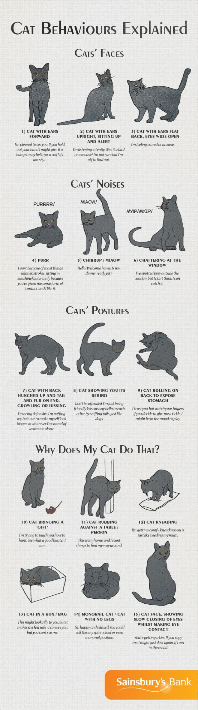 Educational infographic Cat body language, noises, postures, facial