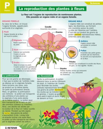 Educational infographic : La reproduction des plantes à fleurs ...