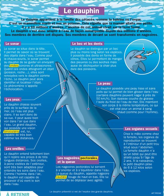 Educational Infographic Le Dauphin Infographicnow Com Your Number One Source For Daily Infographics Visual Creativity