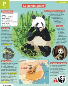 Educational infographic : Le panda géant - InfographicNow.com | Your ...