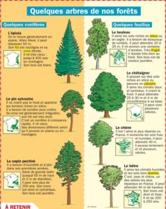 Educational infographic : Quelques arbres de nos forêts ...