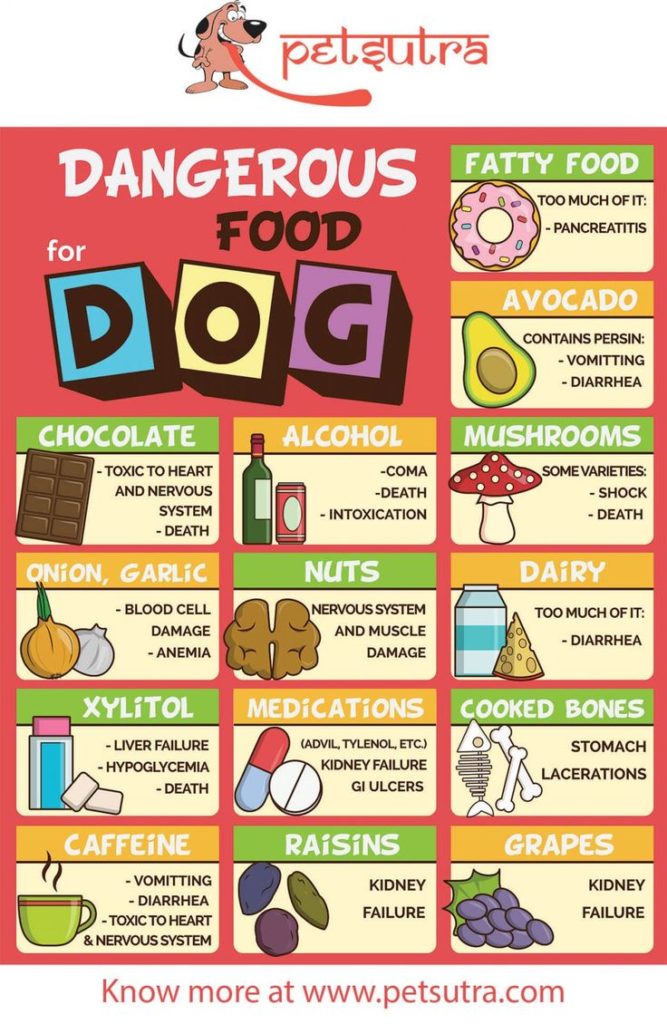 Food Infographic - PetSutra - Dangerous Food For Dogs - Chhurpi Chews ...