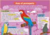 Educational infographic : Aras et perroquets