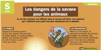 Science infographic – Les dangers de la savane pour les animaux