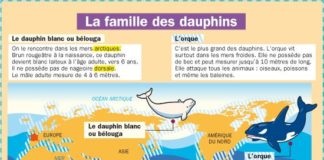 Science infographic – La famille des dauphins