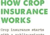 Food infographic – How Crop Insurance Works