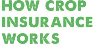 Food infographic – How Crop Insurance Works