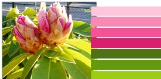 Psychology : Complementary colors