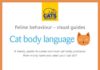 Educational infographic : How To Decode Cat Language, Because There’s A Reason Fluffy’s Eyes Are So Wide — INFOGRAPHICS