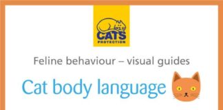 Educational infographic : How To Decode Cat Language, Because There’s A Reason Fluffy’s Eyes Are So Wide — INFOGRAPHICS