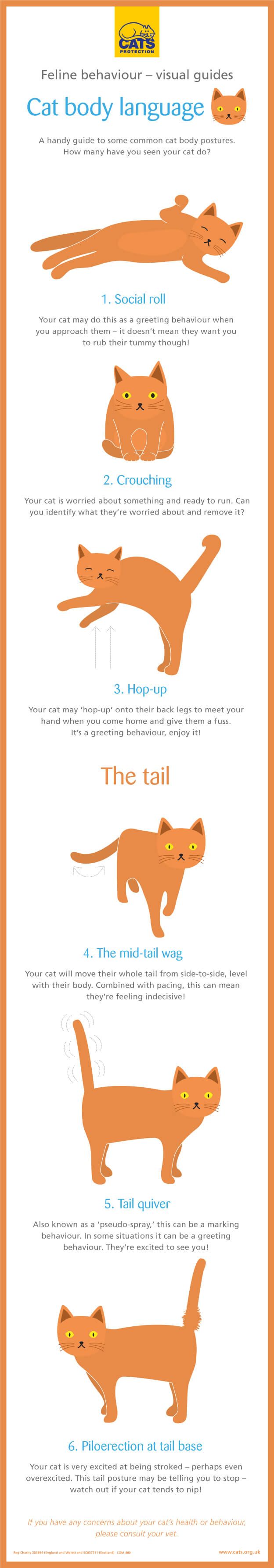 Educational Infographic Cat Body Language Guide InfographicNow Your Number One