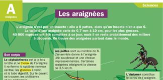 Educational infographic : les araignées