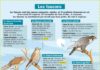 Science infographic – Les faucons
