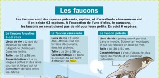 Science infographic – Les faucons