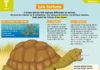 Science infographic – Les tortues