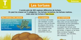Science infographic – Les tortues