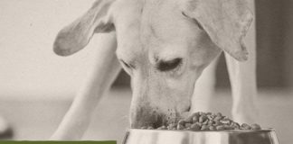 Food infographic – Easy Homemade Dog Food Meal