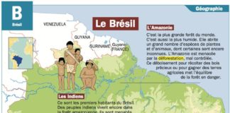 Educational infographic : Le Brésil