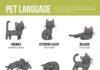 Educational infographic : Educational infographic : pet language infographic