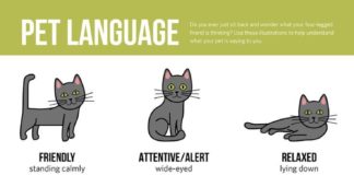 Educational infographic : Educational infographic : pet language infographic