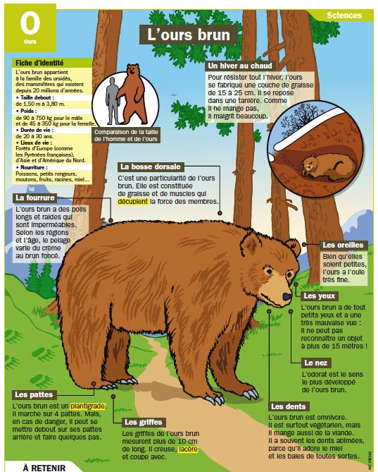 Educational Infographic Fiche Exposes L Ours Brun Infographicnow Com Your Number One Source For Daily Infographics Visual Creativity