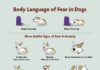 Educational infographic : Why Dogs Sometimes Bite & What You Can Do To Prevent It