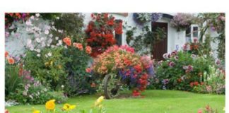 Psychology : How colorblind people see this picture