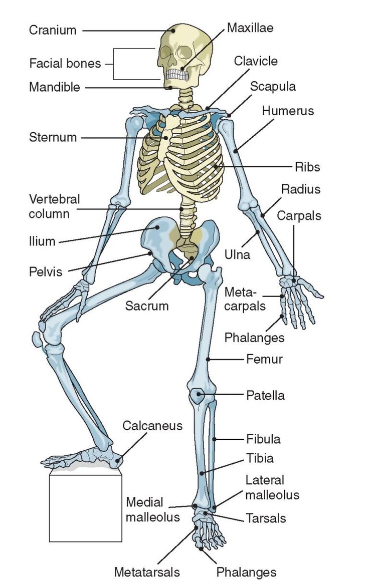 Medical infographic : Human Skeleton | Humans | Now Science News