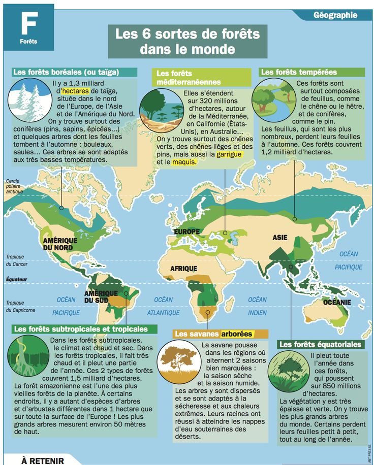 Science infographic - Les 6 sortes de forêts dans le monde ...