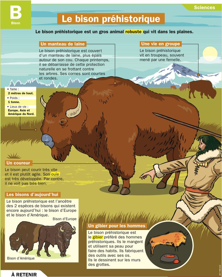 Science Infographic Le Bison Prehistorique Infographicnow Com Your Number One Source For Daily Infographics Visual Creativity