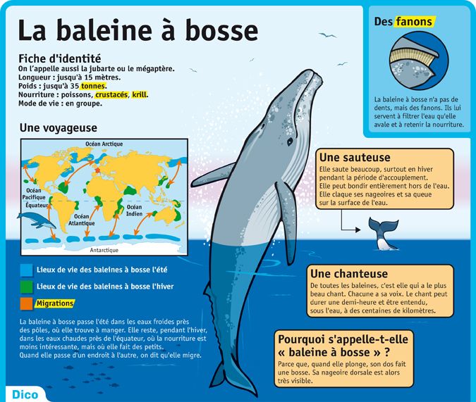 Educational Infographic Fiche Exposes La Baleine A Bosse Infographicnow Com Your Number One Source For Daily Infographics Visual Creativity