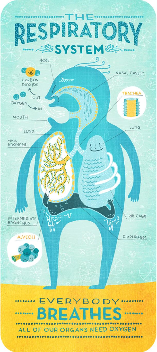 Science Infographic - Body Systems – L’anatomie Expliquée En 