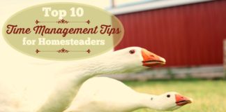 Management : My Top 10 Homesteading Time Management Tips