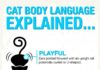 Educational infographic : Educational infographic : Cat body language Infographic