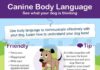 Educational infographic : canine body language infographic