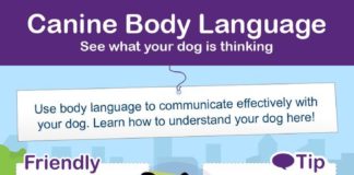 Educational infographic : canine body language infographic