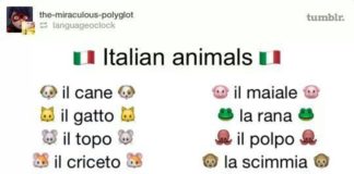 Educational infographic : italianpod101 on