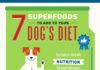 Fashion infographic : Superfoods for Dogs
