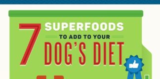 Fashion infographic : Superfoods for Dogs