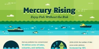 Food infographic – The Safest Fish to Eat (helpful infographic)