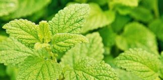 Health infographic : 8 Herbs To Improve Digestion (Infographic)