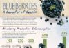Health infographic : Blueberry Nutrition