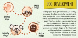 Health infographic : Dog Development Phases – Infographic design