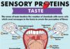 Health infographic : Taste Infographic: Explaining Taste from the Tongue to the Brain