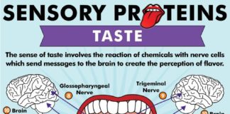 Health infographic : Taste Infographic: Explaining Taste from the Tongue to the Brain