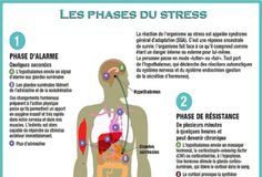 Health infographic : les phases du stress.jpg