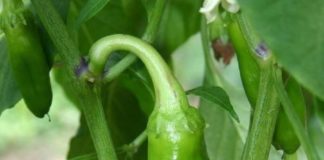 Healthcare infographic : Weight Loss Food Prep Plan #HealthcareInfographics