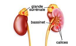 Medical infographic : 008 système uro-genital