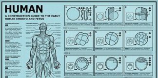 Medical infographic : Embryonic & Fetal Development – NerdcoreMedical