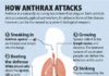Medical infographic : Medical infographic : Anthrax Bacteria Killed By Simple Sugar Compound Called Cyclodextrin. Is CDC Loo…